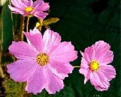 Otros Cosmos