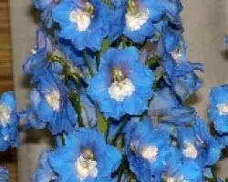 Delphinium