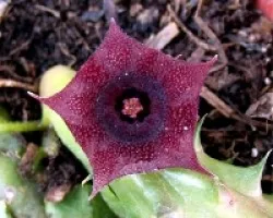 Huernia asperad