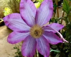 Clematis