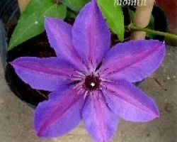 Clematis