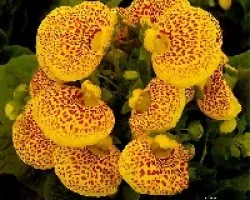 Calceolaria