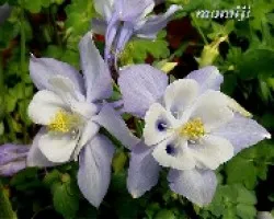 Aquilegia