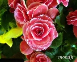 Begonias