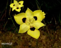 Dietes
