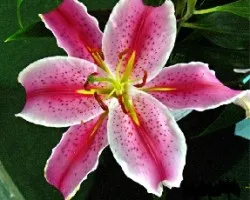 LILIUM