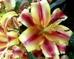 LILIUM