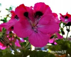 Pelargonium