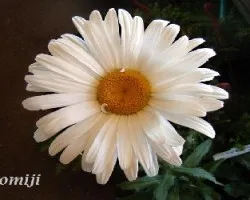 Bellis perennis