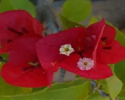 Bougainvillea glabra
