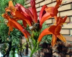 Abeja