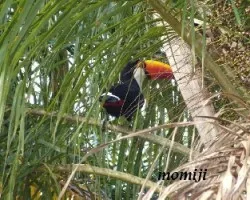Ramphastos toco