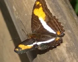 Mariposa