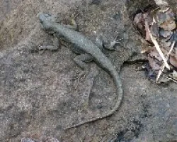 Lagartija
