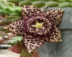 Orbea variegata