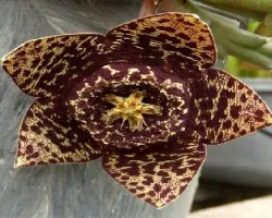 Orbea variegata