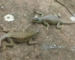 Una pareja