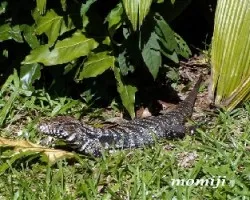 Lagarto