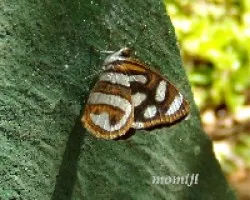 Mariposas