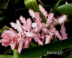 Bromelia