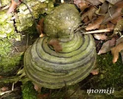 Hongo