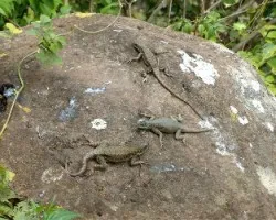 Lagartijas