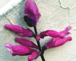 Salvia articulata