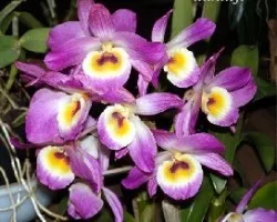 Dendrobium