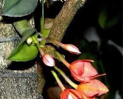 Sophronitis cernua