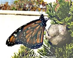 Mariposa