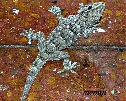 Lagartija