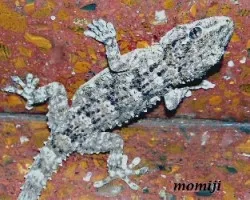 Lagartija
