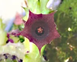 Huernia