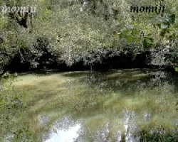 Reflejos