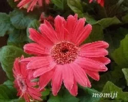 Flores