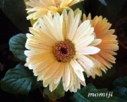Flores