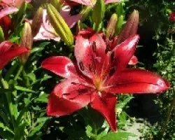 Flores