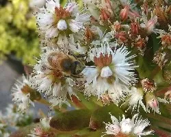 Abeja en Orostachys