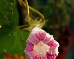 Ipomoea