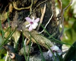 Isabelia virginalis