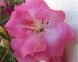 Azalea