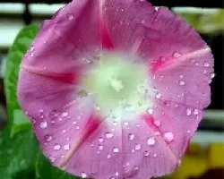 Gotas