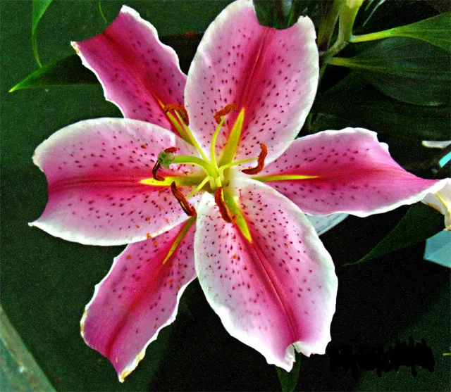Foto