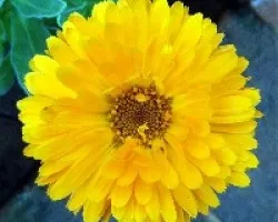 Calendulas