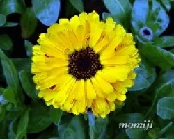 Calendulas