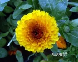 Calendulas