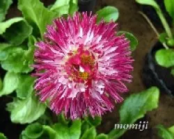 Bellis perennis