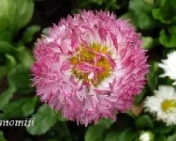 Bellis perennis