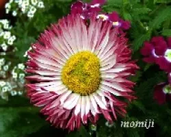 Bellis perennis