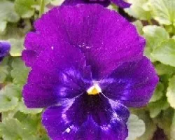Viola sp comumente llamados pensamientos